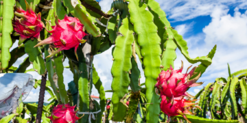 Owoce Pitahaya przed zerwaniem