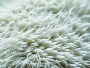 białe robaki u kota zdjęcia