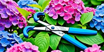 kiedy przycinać hortensje